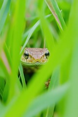 Obraz premium A close-up of a frog peeking through tall grass in a natural setting.