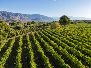 Scenic vineyard landscape with mountains, rural winery in Sicily, Italy, Mediterranean agriculture,...