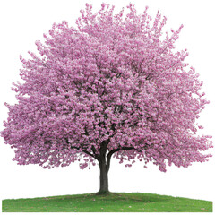 Obraz premium Pink flowering tree, white isolate background transparent background
