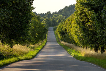 road in the forest with tree line