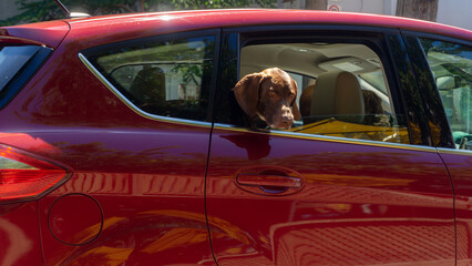 Cute and curious brown dog looking out the rear window of a moving red car