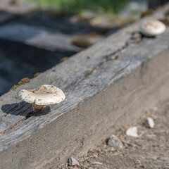 Russula delica mushroom on log, Italy