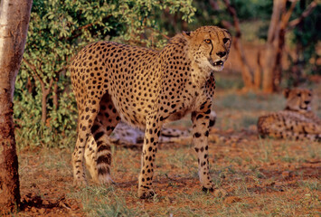 Cheetah