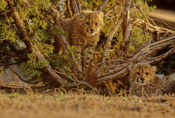 Cheetah