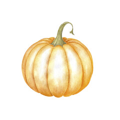 Pumpkin painted with watercolor on white background illustration autumn Halloween orange yellow ripe hand drawing fall harvest gourd vegetable paintin