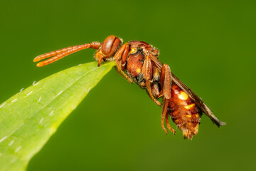 Small Cuckoo Bee sleeping while biting on a leaf with blurred green background