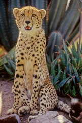 Cheetah