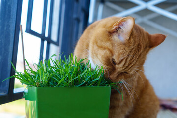Domestic ginger cat. A cat and a pot of grass. Red cat eats grass.