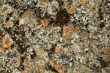 Colorful lichen covering a rocky surface