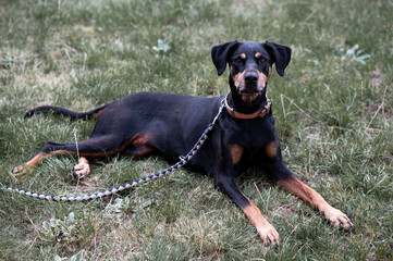Angeleinter Dobermann Rottweiler Mischling