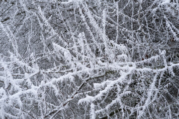 beautiful crystal frost on foliage and tree branches, frosty morning, winter weather concept, beauty of nature, background for wallpaper