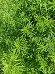 green grass background