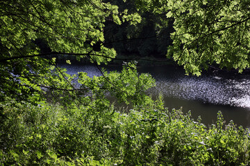 River Wear through the tree foliage - River Walk - Durham - County Durham - England - UK