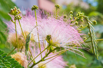 close-up: silk plant small white filiform flowers with long stamens with dark puple edges and green seed clusters