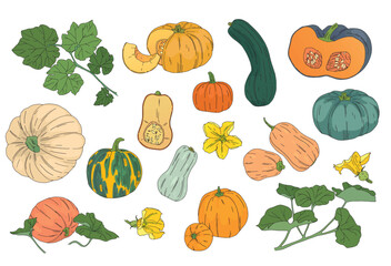 big color vector set of drawn pumpkins of different shapes with leaves and flowers