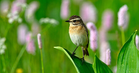 Braunkehlchen - Weibchen // Whinchat - female (Saxicola rubetra)