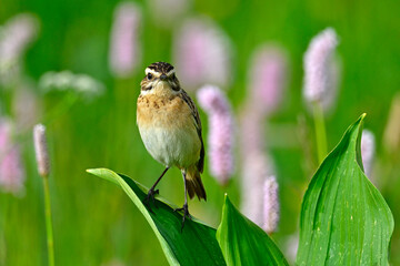 Braunkehlchen - Weibchen // Whinchat - female (Saxicola rubetra)