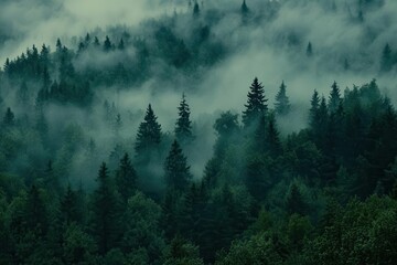 A misty forest landscape with dense trees shrouded in fog.