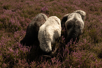 Fototapeta premium sheep in Lüneburg heath, germany