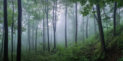 Obraz premium A misty forest landscape with tall trees and lush greenery.