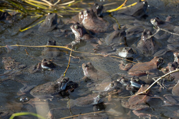 A lot of common frogs during breeding season are in shallow water,