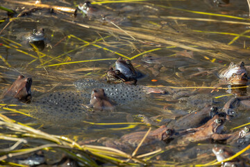 Common frog mass spawning event in the wild, close-up