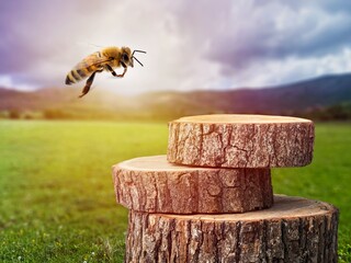 Wild American bumble bee flying mid air