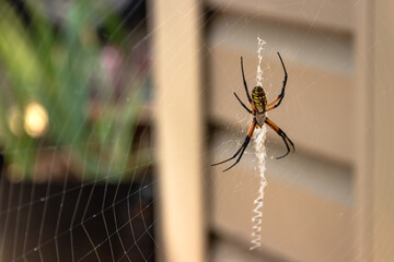 Black and Yellow Garden Spider (Argiope Aurantia, Writing Spider, Corn Spider) on a Web Outside