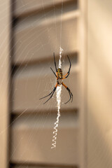 Black and Yellow Garden Spider (Argiope Aurantia, Writing Spider, Corn Spider) on a Web Outside