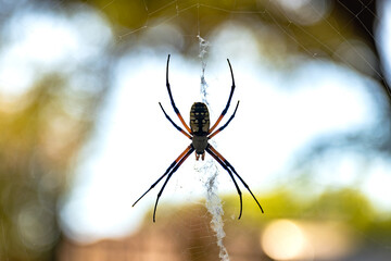 Black and Yellow Garden Spider (Argiope Aurantia, Writing Spider, Corn Spider) on a Web Outside