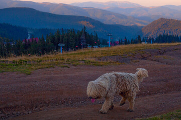 Funny commandor sheepdog dog at sunset time near Drahobrat village in carpathian mountains, Ukraine