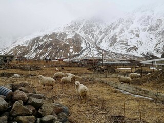Sheep grazing freely beneath the towering peaks of Mount Kazbeg