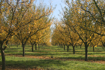 Naklejka premium verger avec mirabelliers aux couleurs d'automne