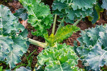 Kohlrabi, also called German turnip or turnip cabbage, is a biennial vegetable, a low, stout cultivar of wild cabbage.