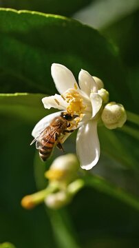 Close-up of a bee collecting pollen from white lemon blossoms in spring. Biological agriculture. Environmental protection and biodiversity. Footage.