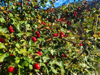 Macro Shot of Red Hawthorn Berry on a Bush. Edible Ripe Wild Hawthorn Berry. 