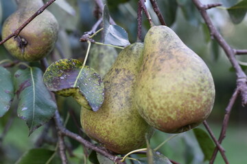 Organic pear on the tree