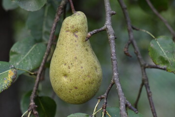 Organic pear on the tree