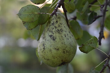 Organic pear on the tree