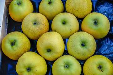 Closeup of many golden gold yellow delicious green apples in box at farmer's market in France