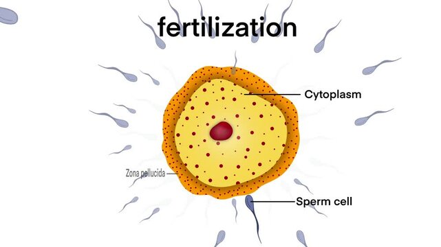 biological illustration depicting the process of fertilization, sperm cell approaching, making contact with an egg, nucleus, zona pellucida, cytoplasm of egg, with multiple sperm cells surrounding egg