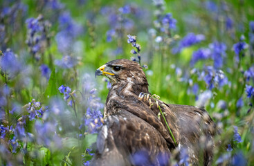buzzard in bluebells 