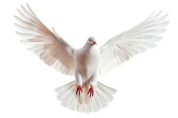 Obraz premium White pigeon animal flying bird.