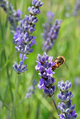 bee sucking nectar from lavender flower in the field in spring to produce excellent healthy honey