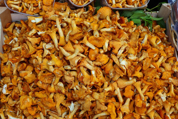 edible mushrooms called chanterelle or FINFERLI in italian language