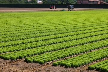 green heads of lettuce grown in the sandy fertile soil arranged in neat rows to make harvesting...