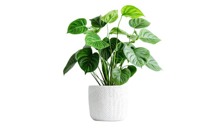 Obraz premium Monstera in a pot isolated on PNG file with transparent background