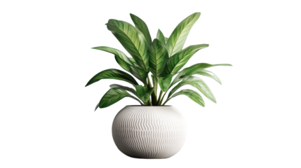 Brown earthen flower pot with green plant isolated on white background. PNG file with transparent background