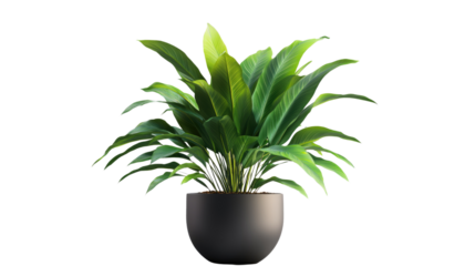 Brown earthen flower pot with green plant isolated on white background. PNG file with transparent background