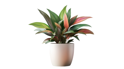 Brown earthen flower pot with green plant isolated on white background. PNG file with transparent background